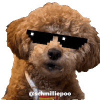 Cool Dog Sticker