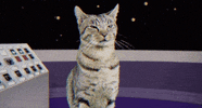 mighty morphin power rangers cat GIF by Power Rangers