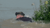 natgeochannel gordon ramsay uncharted laos national geographic uncharted GIF
