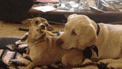 dogs food thief GIF by America's Funniest Home Videos