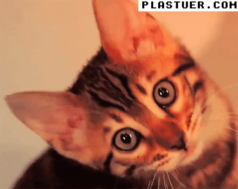 giphyupload GIF