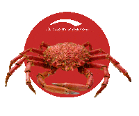Xacobeo Peregrina Sticker by Concello de Pontevedra