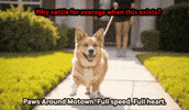 Pam Dogwalker GIF by Paws Around Motown