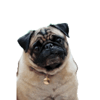 Pet Sticker by Amora Pug Brasil