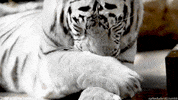 paws licking GIF
