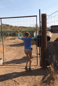 ostrich GIF