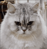 White Cat GIF