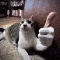 Obvilyas GIF