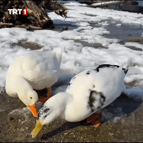 Water Bird GIF by TRT