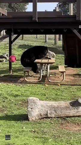 Hungry Bear Sits at Picnic Table While Eating Snack in Alpine, California