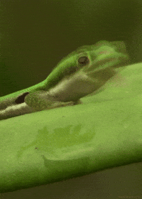 day gecko lizard GIF by Head Like an Orange