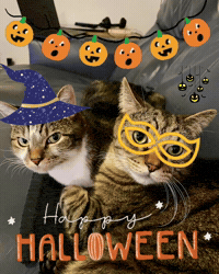 Kitty Cats Cat GIF