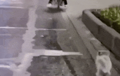 cuteanimalland giphyupload GIF