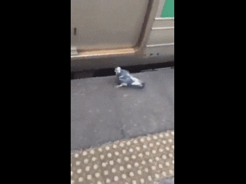 train taking GIF