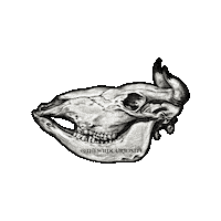 Wild West Skull Sticker by The Wild Curiosity