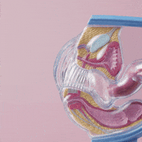 beyuper women blood period cup beyuper GIF