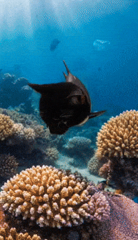 Cat Fish GIF