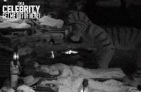 GIF by I'm A Celebrity... Get Me Out Of Here! Australia