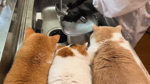cuteanimalland giphyupload GIF