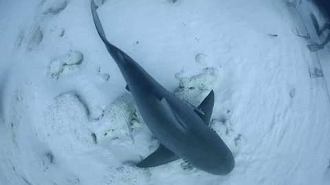 WeAreWater giphygifmaker ocean shark wildlife GIF