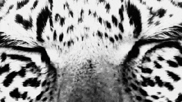 eye of the tiger eyes GIF