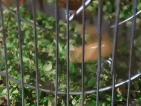 action league now nicksplat GIF