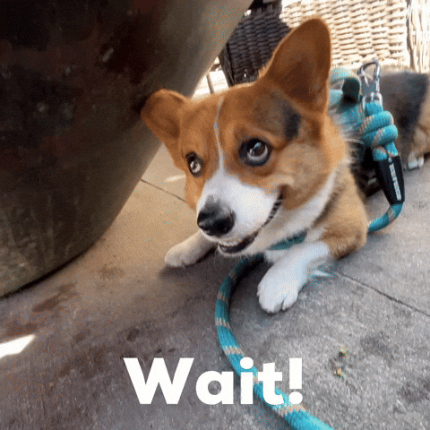 Wait Corgi GIF
