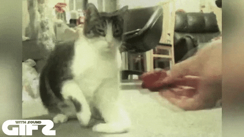 cat rejection GIF