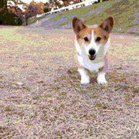 GIF by Giphy QA