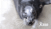 rwpzoo hello waving seal harbor seal GIF