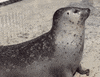 Seal GIF by jOnNy'S wOrLd