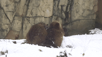 Animals Enjoy Snow Day at Chicago Zoo