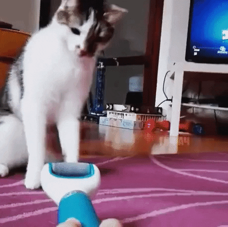 cat GIF by JustViral.Net