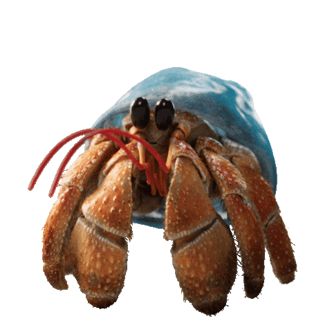 Happy Hermit Crab Sticker by JoinZuzu