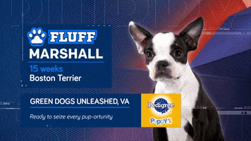 Animal Planet GIF by Puppy Bowl