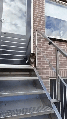 cuteanimalland giphyupload GIF