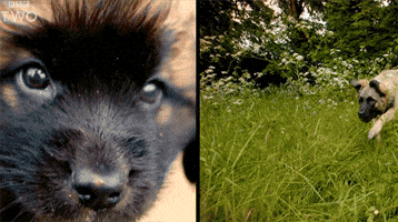 bbc dog puppy bbc puppies GIF