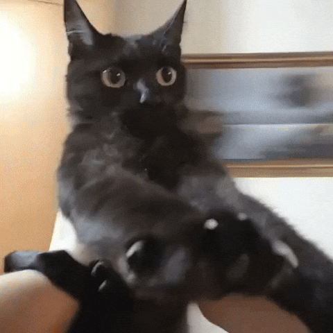 weeweedaily giphystrobetesting weewee weewee dance GIF