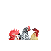 roberthck chicken rooster chickens gallo Sticker