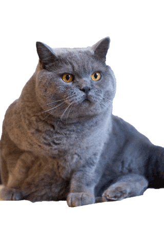 Excuse Me Cat Sticker by yuntatv