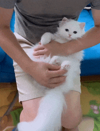 Cat Wink GIF