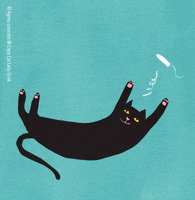 cat toy GIF