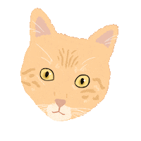 Confused Cat Sticker