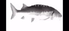 Spinning Fish GIF