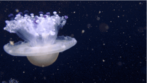 jellyfish GIF by Pasquale D'Silva