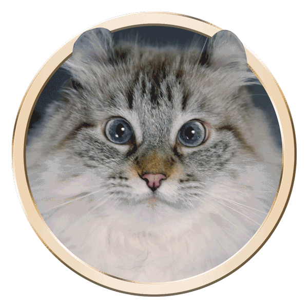 Licking Cat Food Sticker by Sheba Official