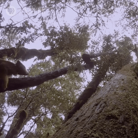 Pbs Nature GIF by Nature on PBS