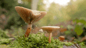 water fall GIF by Living Stills