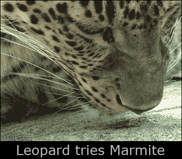 marmite GIF