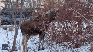 Loose Moose Make Themselves at Home in Calgary Neighborhood